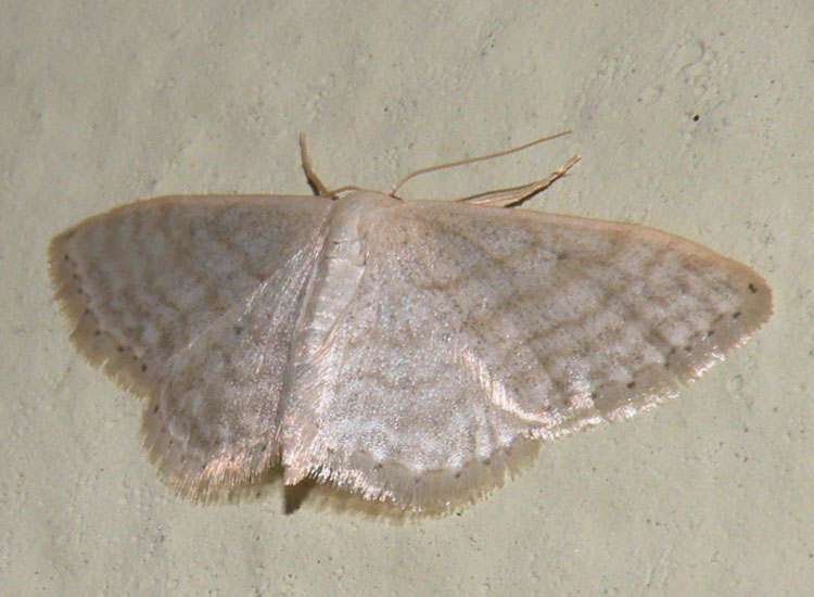 Idaea o Scopula?